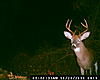 My 1st &quot;Score this deer&quot; post, MD Buck-dsc_0011.jpg