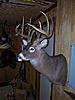2008 deer mount back-08-deer.jpg