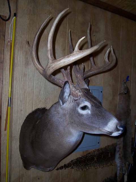 Name:  08 deer mount.JPG
Views: 48
Size:  57.3 KB