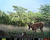 Which deer would you take?-older-eight1.jpg