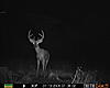 Which deer would you take?-tall-eight1.jpg