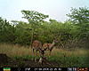Which deer would you take?-tight-wide-ten1.jpg