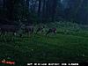 First Buck and it's and 11 Pointer on Opening Day!-trail-cam-2011-8.jpg