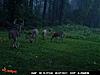 First Buck and it's and 11 Pointer on Opening Day!-trail-cam-2011-9.jpg