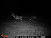 First Buck and it's and 11 Pointer on Opening Day!-trail-cam-2011-10.jpg