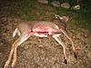 My very first deer with a bow!-img_3085.jpg