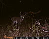 Nice MD Archery Buck - 177 6/8&quot;-deer-hunting-238.jpg