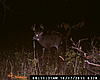 Nice MD Archery Buck - 177 6/8&quot;-deer-hunting-216.jpg