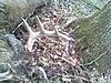 Surprised and shocked out shed hunting!!!!!-deadbuck11.jpg