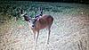 Allowing a buck to mature.-biggin.jpg