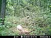 albino turkey and piebald on cam-10.jpg