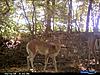 albino turkey and piebald on cam-0003.jpg