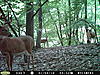 PA bucks-trail cam-pict0016.jpg