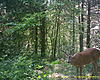 One Shot Wonder Buck-112.jpg