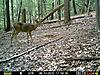 PA bucks-trail cam-bucks2.jpg