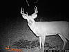 bucks visiting scrapes (UPDATED)-deer-355.jpg