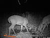 bucks visiting scrapes (UPDATED)-deer-354.jpg