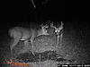 bucks visiting scrapes (UPDATED)-deer-353.jpg