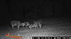 Good Bucks on trail cam-huntclub-field-8-290.jpg