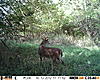 ohio buck-score &amp; age-300.jpg