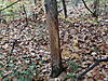 treestands-015.jpg