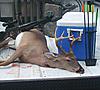 My first ever opening day deer!!!-s5002035.jpg