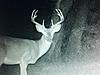 My 2012 Halloween buck!-387022_406199819440583_1431132839_n.jpg