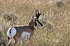 Wyoming Antelope/Elk Hunt 2009-img_5423.jpg