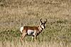 Wyoming Antelope/Elk Hunt 2009-img_5357.jpg