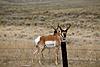 Wyoming Antelope/Elk Hunt 2009-img_4981.jpg