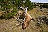 Wyoming Antelope/Elk Hunt 2009-img_4877_2.jpg