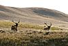 Wyoming Antelope/Elk Hunt 2009-img_5369.jpg