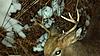 Late season buck!-late-season-buck.jpg