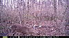 nice bucks on my property-oakstand-052.jpg