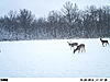 nice bucks on my property-food-plot-118.jpg