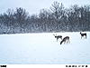 nice bucks on my property-food-plot-119.jpg