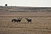 My 09 Mule Deer-mulies-field.jpg