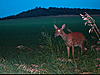 Saw lots of deer tonight!!-sunp0011.jpg