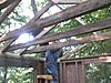Built an elevated treehouse/treestand!-0730131758.jpg