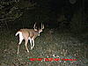 Is this the same buck?-mdgc0025.jpg
