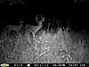 Is this the same buck?-pict0222.jpg