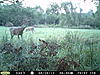 Is this the same buck?-pict0024.jpg