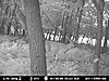 Would you shoot this buck?-deer2-145.jpg