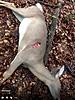 need helping choosing broadhead.-image.jpg