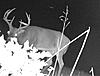 Ohio early muzzleloader antlerless only weekend- thanks for nothing!-img_1538.jpg