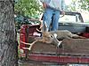 First buck of 2009 down!!-2009archerybuck2.jpg