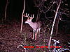 Official Illinois Season Thread 09-trail-cam-0807-0829-873.jpg