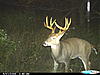 Wait till rut, or try the stands right away?-cdy_0249.jpg