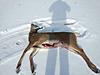 Another Doe Down For The Freezer!!!!!-doe20142.jpg