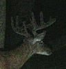 Is this the same deer?-0709.jpg